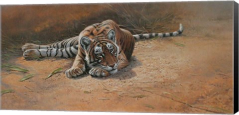 Framed Tiger Cub Heat Of The Day Print