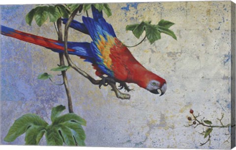 Framed Parrot Print