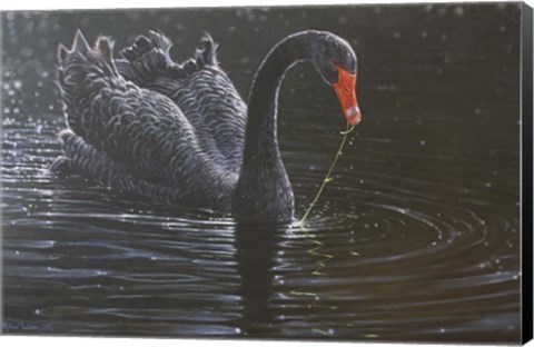 Framed Black Swan Print