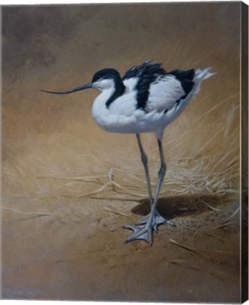 Framed Avocet Print