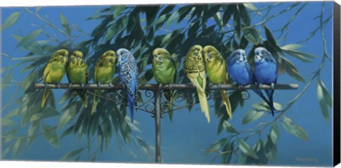 Framed Budgies Print