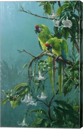 Framed Buffons Macaws Print