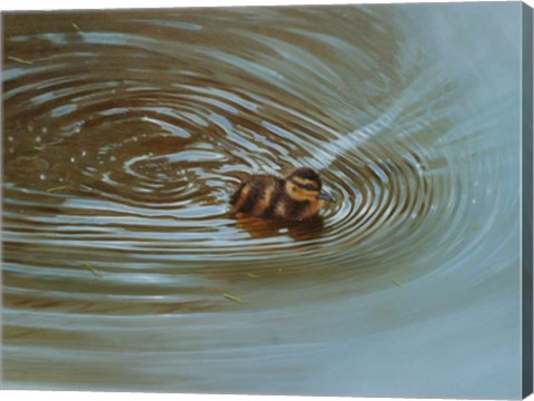 Framed Duckling Print