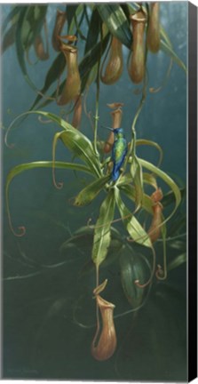 Framed Humming Birds Print