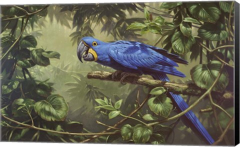 Framed Hyacinth Macaw Print
