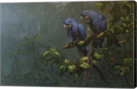 Framed Blue Parrots Print