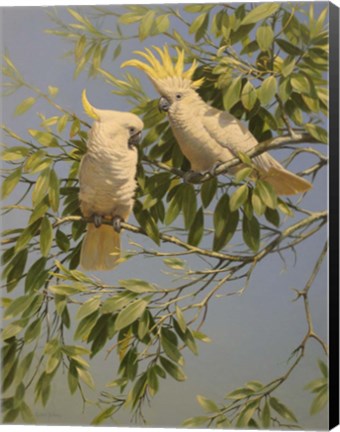 Framed Pair of Cockatoos Print