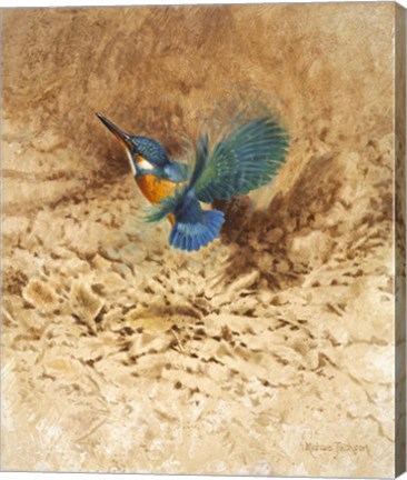Framed Kingfisher Study Print