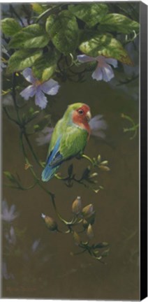 Framed Peach Faced Lovebird 2 Print