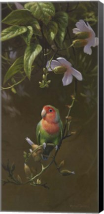Framed Peach Faced Lovebird Print