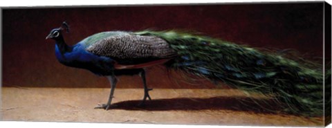 Framed Peacock Print