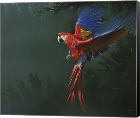 Framed Parrot in Flight Print