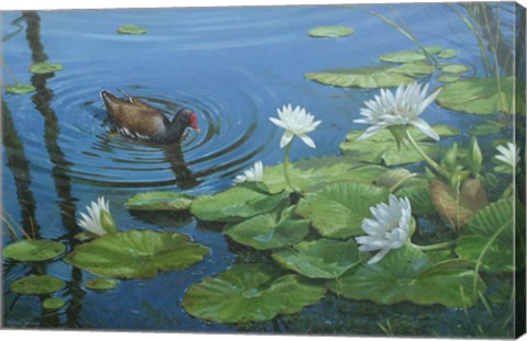 Framed Moorhen Print