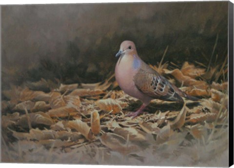 Framed Mourning Dove Print