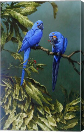 Framed Pair of Blue Parrots Print