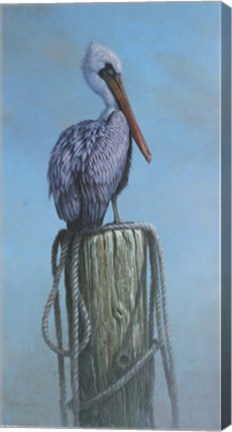 Framed Pelican Print