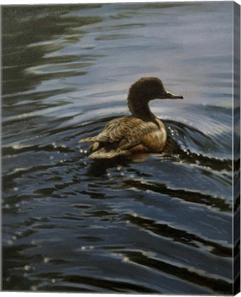 Framed Pochard 1 Print