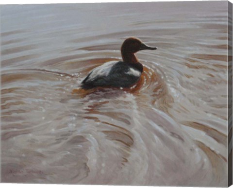 Framed Pochard 2 Print