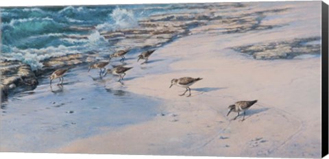 Framed Sanderlings Print