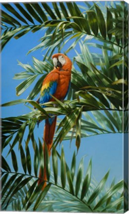 Framed Scarlet Macaw 1 Print