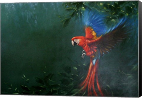 Framed Scarlet Macaw 2 Print