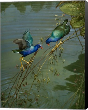 Framed Mating Game Print