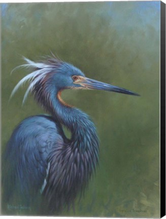 Framed Tricolour Egret Print