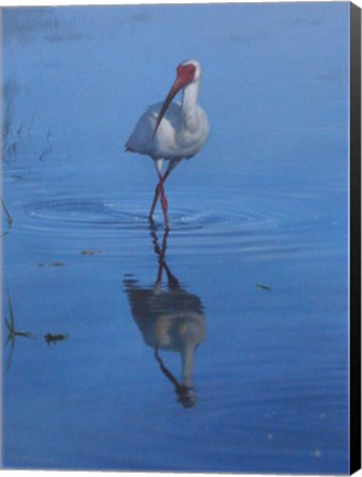 Framed White Ibis Print