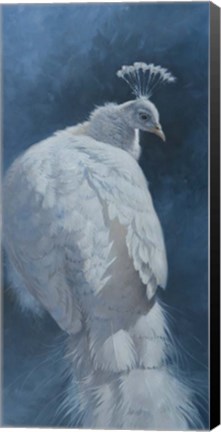 Framed White Peahen Print