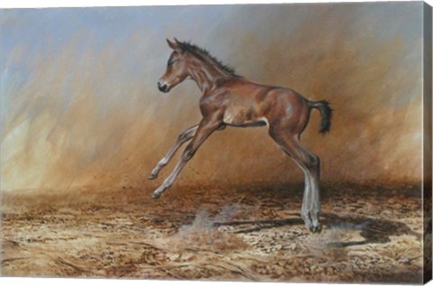 Framed Foal Jumping For Joy Print