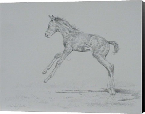 Framed Foal Sketch Print