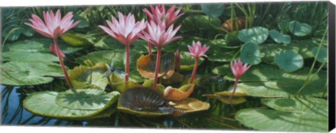 Framed Lily Pond Print