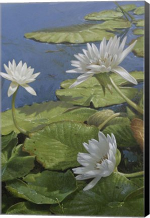 Framed White Lilies Print