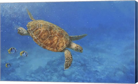 Framed Sea Turtle Print