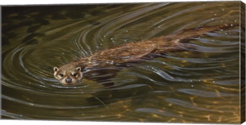 Framed Otter Print