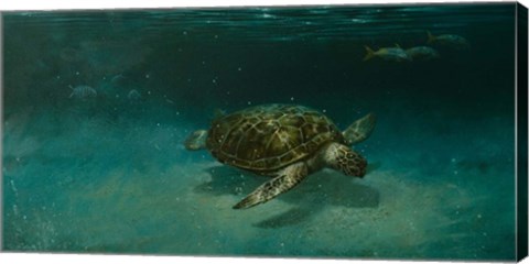Framed Searching the Shallows Print