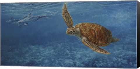 Framed Turtle 1 Print