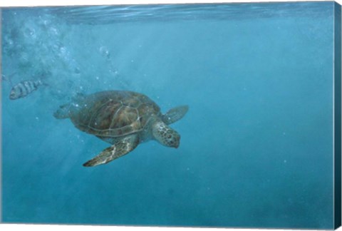 Framed Turtle 2 Print