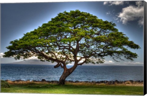 Framed Majestic Print