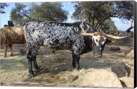 Framed Cattle Print