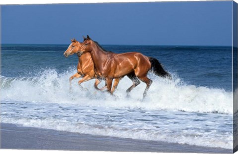 Framed 2 Horses Sea Print
