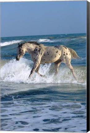 Framed Appaloosa Sea Print