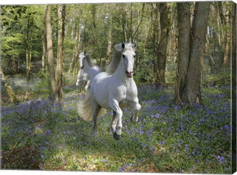 Framed Blue Bell Wood Print