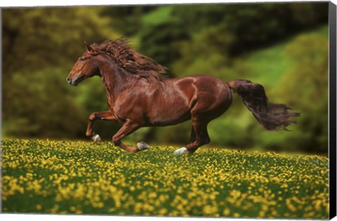 Framed Buttercup Run Print