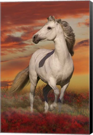 Framed White Stallion Print