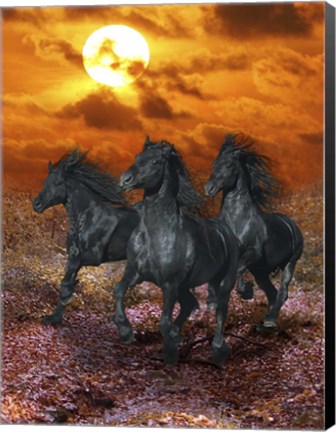 Framed Black Beauties Print