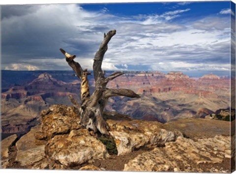 Framed Canyon View V Print