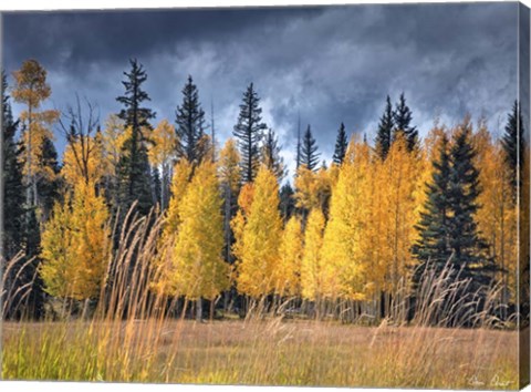 Framed Through the Yellow Trees I Print