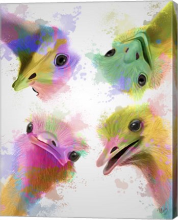 Framed Rainbow Splash Four Ostriches Print