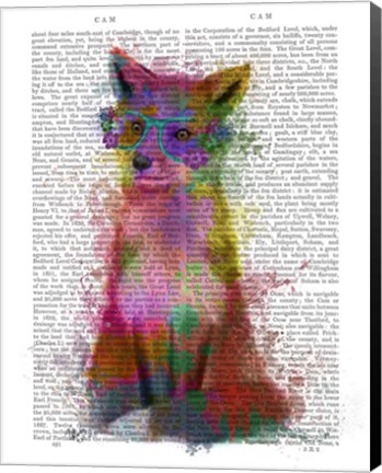 Framed Rainbow Splash Fox 1 Print